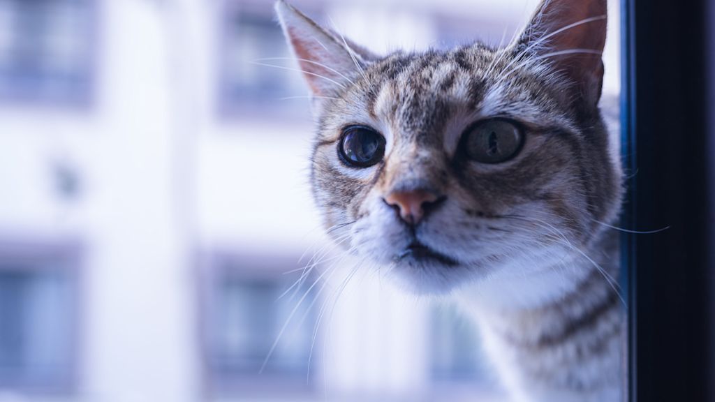 chat tigre