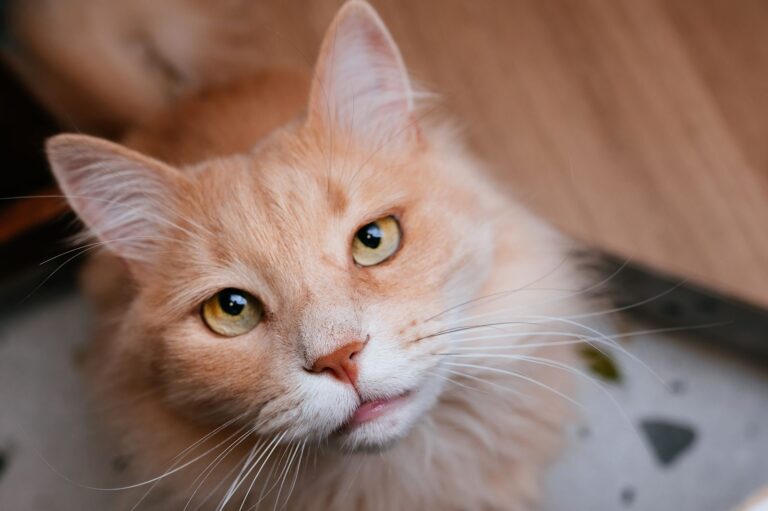 Pronostic en cas de lymphome chez le chat