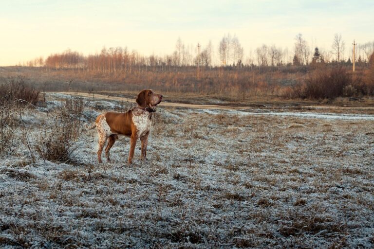 Dangers de la maladie d&rsquo;Aujeszky chez le chien