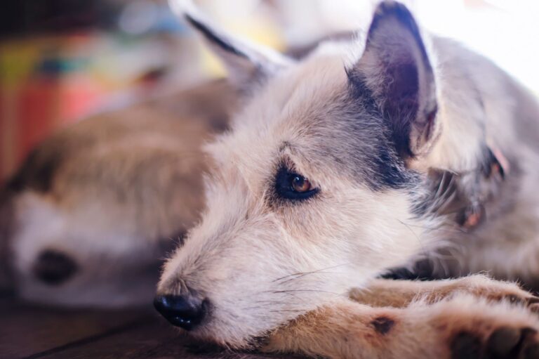 Traitement de la pancréatite du chien