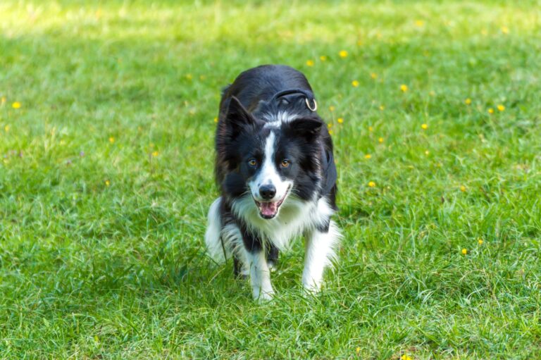 Chien le plus intelligent : découvrez sa race !