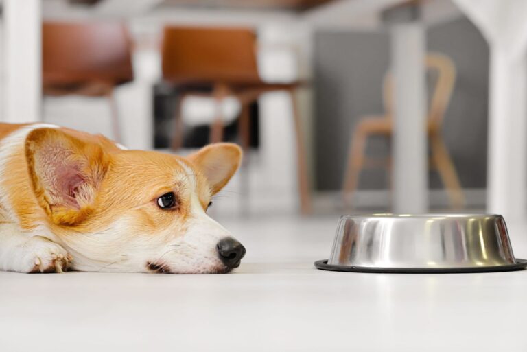 Mon chien ne mange plus : que faire ?