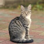 chat tigre