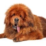 mastiff tibetain rouge