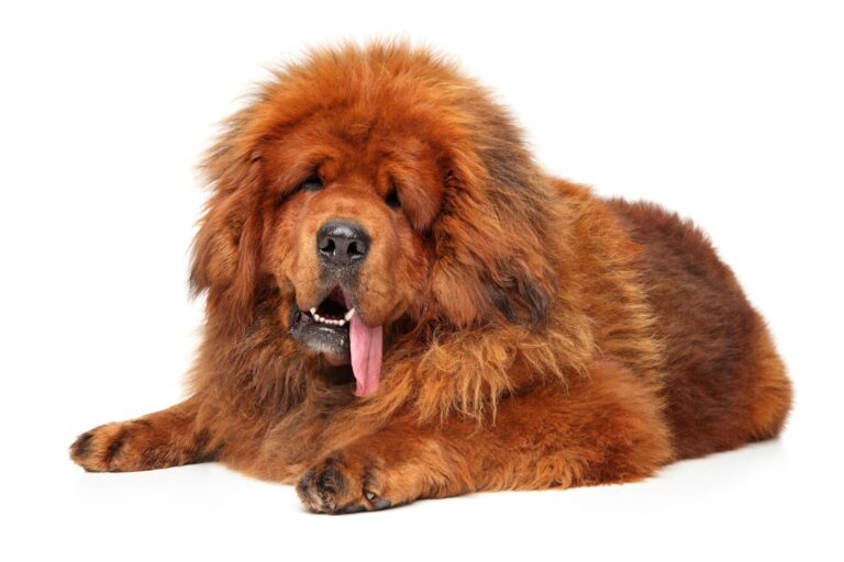 Races de chiens les plus chères du monde