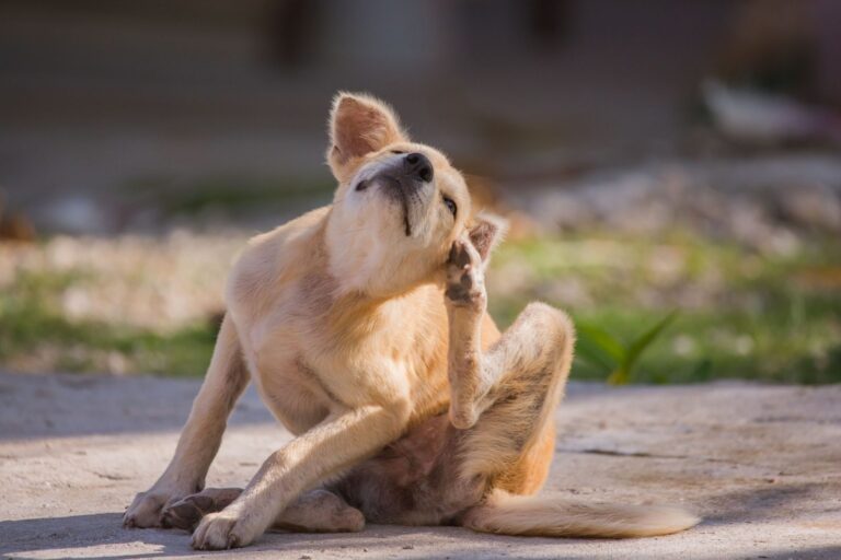 Antihistaminique pour chien : rôle et utilisations