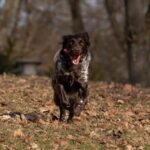 chien munsterlander