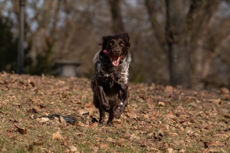 Münsterländer (Épagneul de Münster)