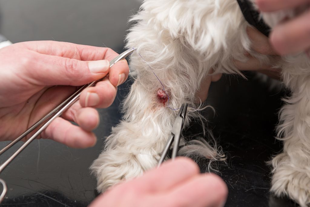 intervention sur la peau d un chien