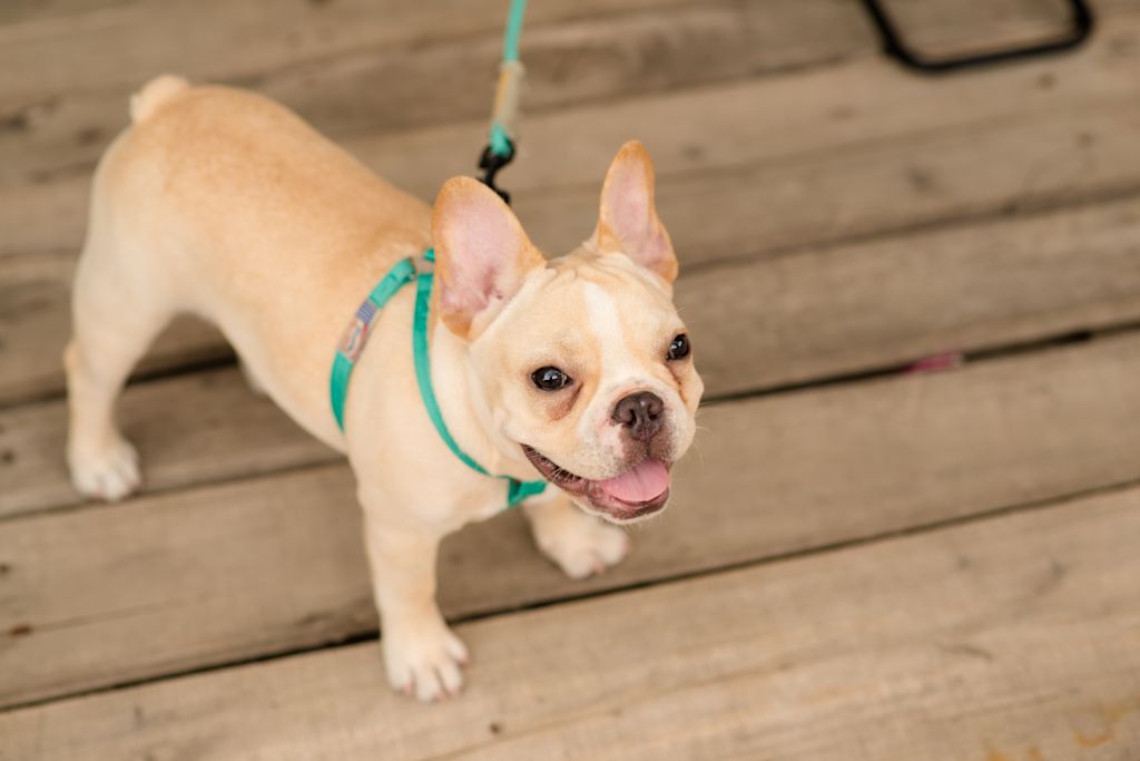 reverse sneezing chez le bouledogue