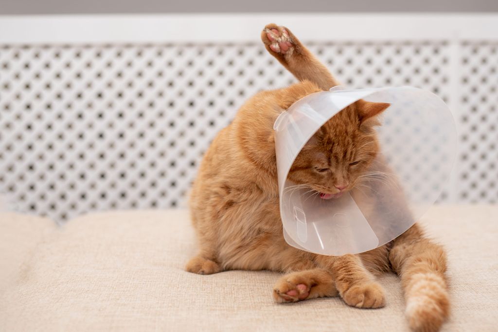 chat qui porte une collerette