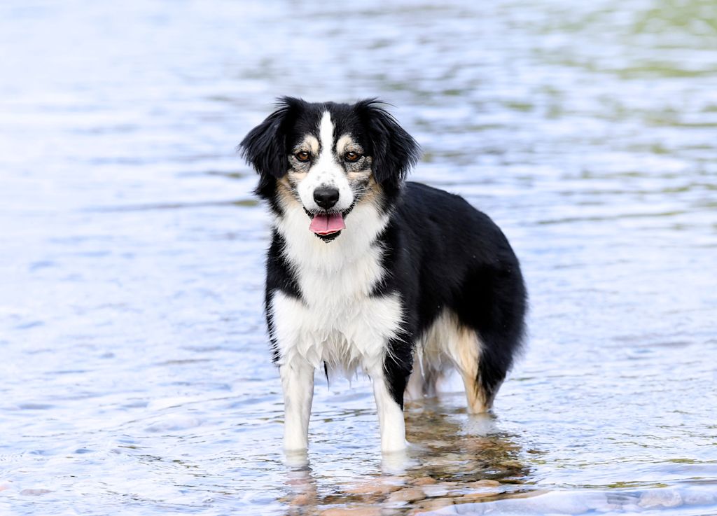 berger americain miniature dans l eau