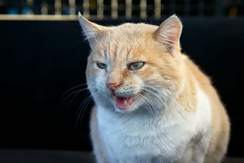 chat bouche ouverte