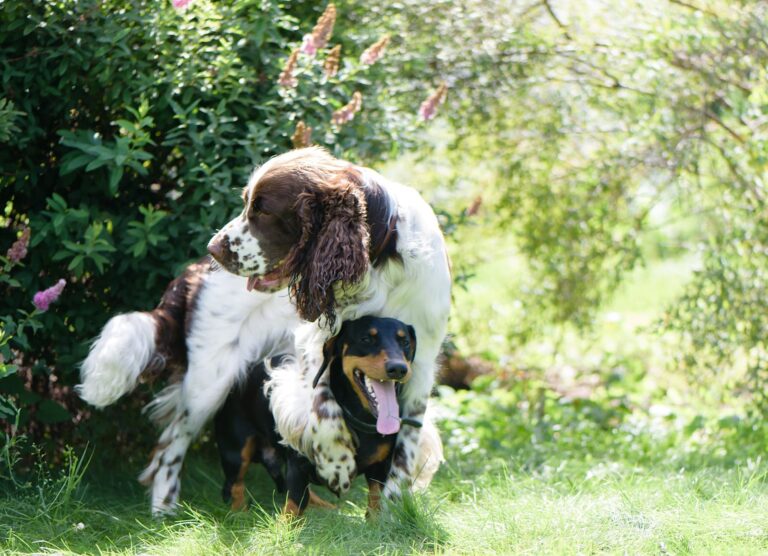 Chevauchement chez le chien : que signifie ce comportement ?