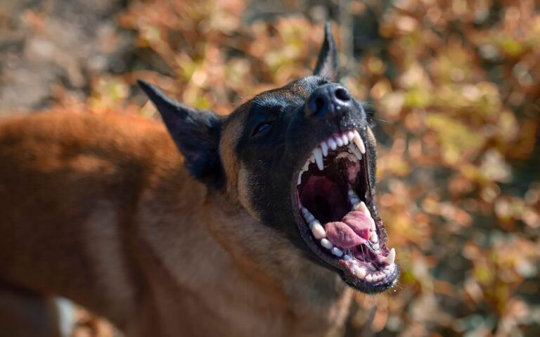 Chiens mordeurs : démarches légales, médicales et préventives en cas de morsure