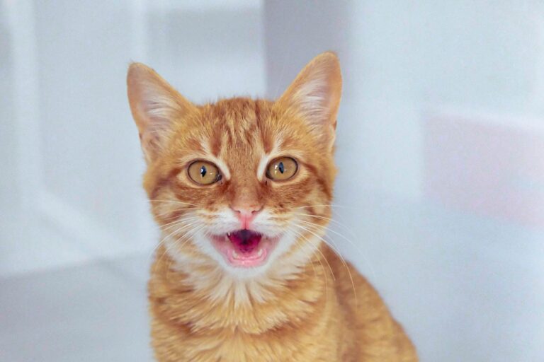 Chat qui respire fort : pourquoi et que faire ?