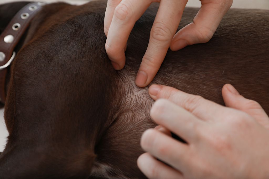gros plan sur la peau du chien