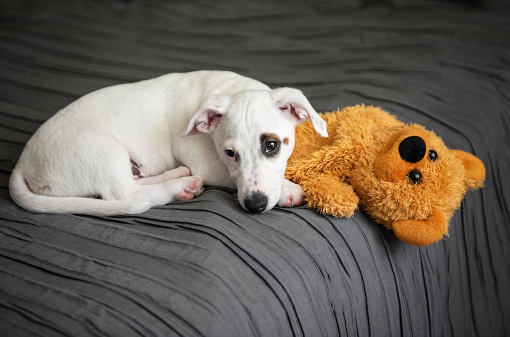 chiot sur le lit