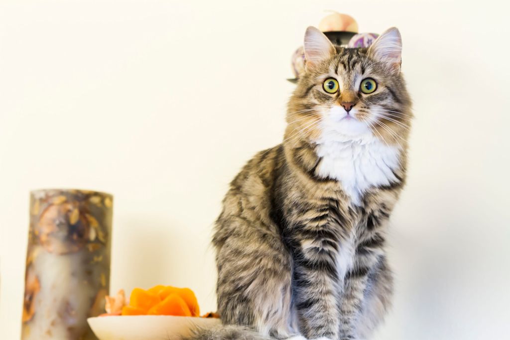 chat siberien tigre