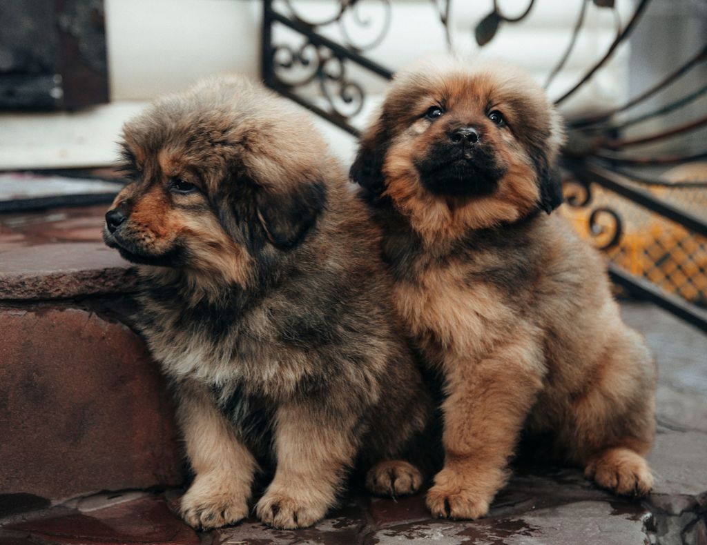 chiots mastiff tibetain 