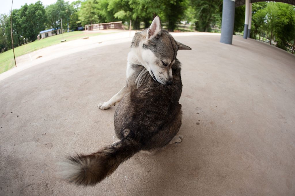 chien qui se mordille