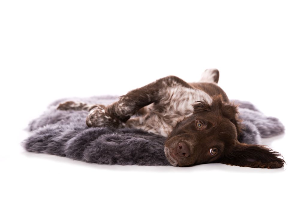 chiot munsterlander