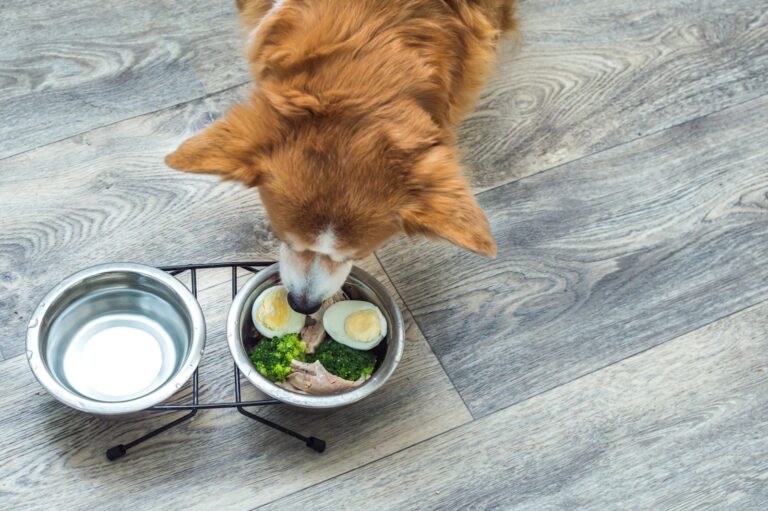L&rsquo;oeuf est-il toxique pour le chien ?