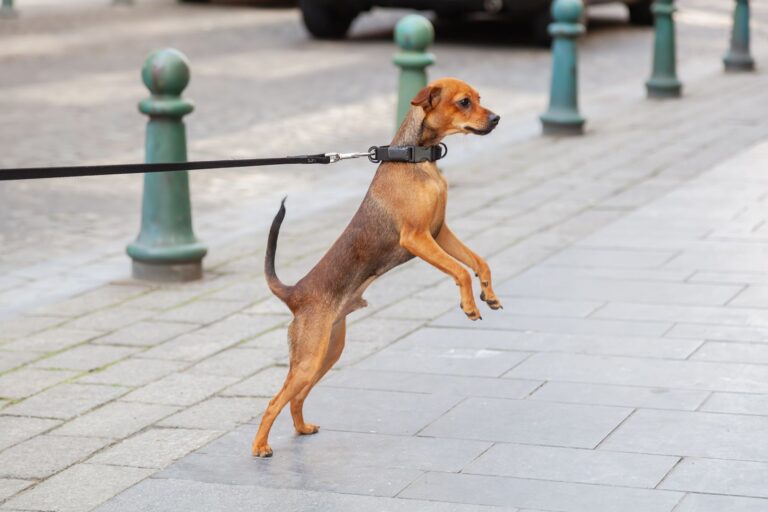 Reverse sneezing (ou éternuement inversé) chez le chien : faut-il s&rsquo;inquiéter ?