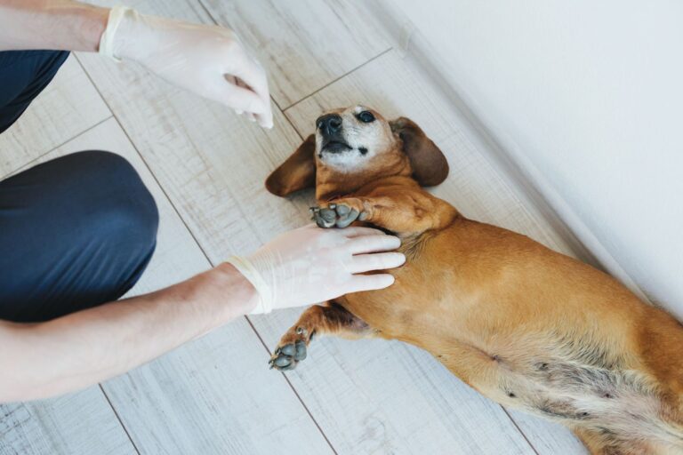 Verrue chez le chien : un phénomène à surveiller