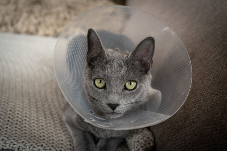 Collerette pour chat : comment bien la choisir et l&rsquo;utiliser ?