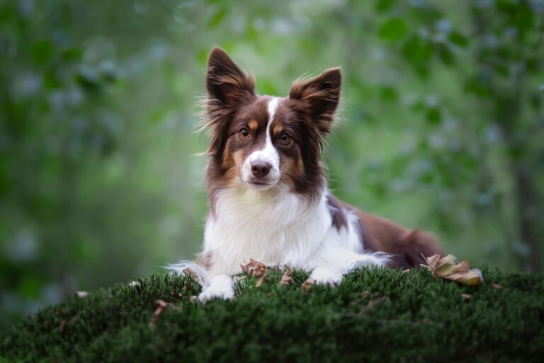 Berger américain miniature (Miniature American Shepherd)