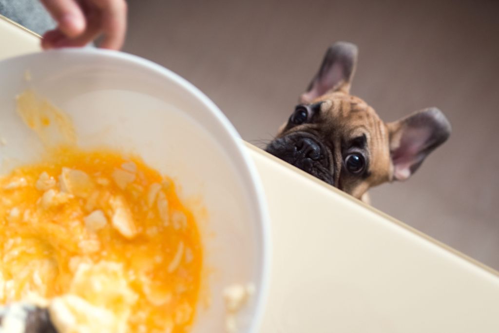 oeuf brouille et chien