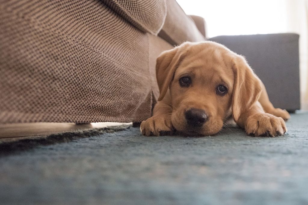 chiot inquiet
