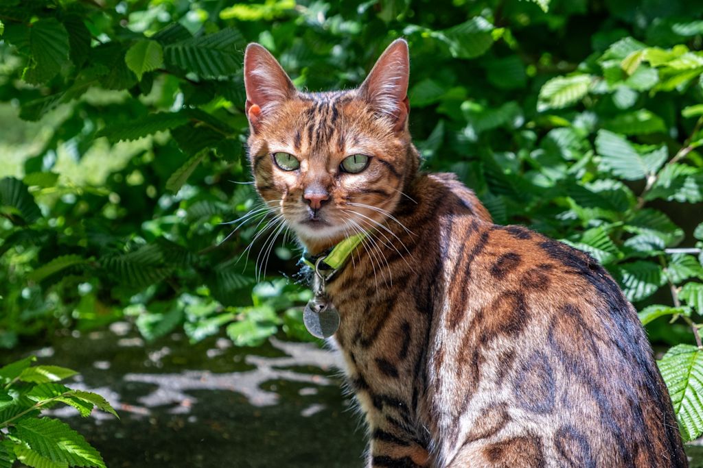 joli chat bengal