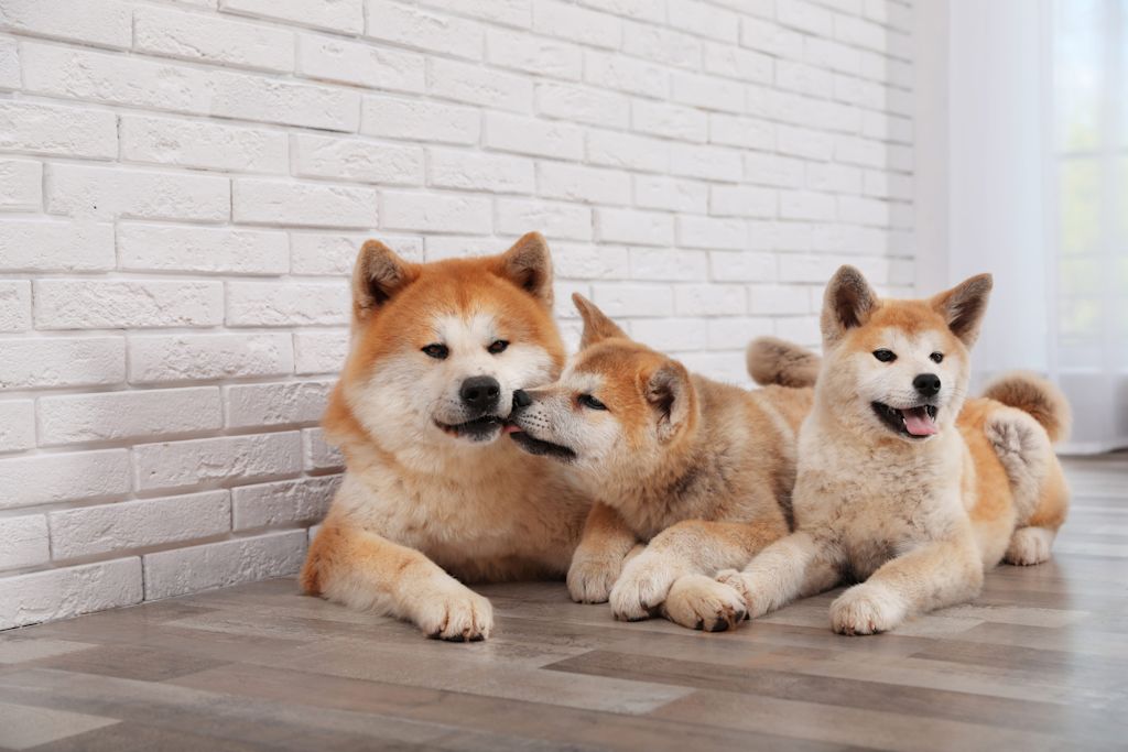 akita inu et ses chiots