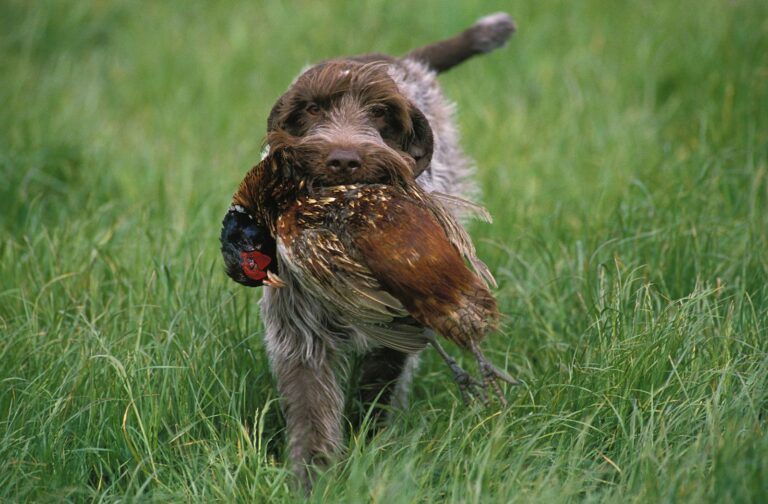 Griffon à poil dur Korthals (Wirehaired Pointing Griffon)