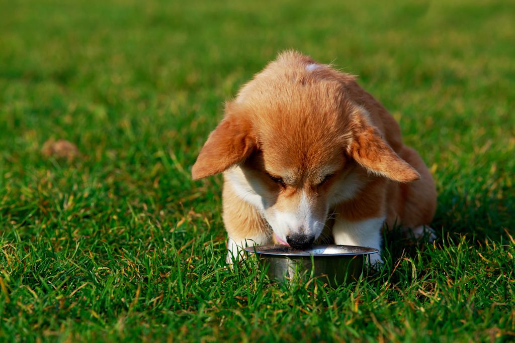 chiot qui mange