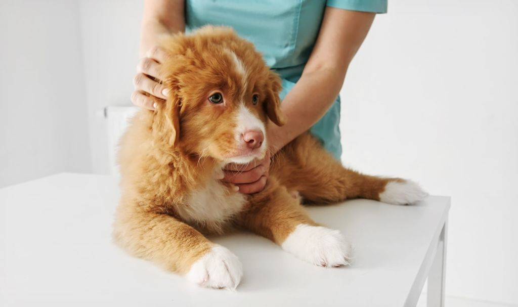 examen d un chiot