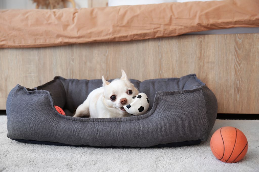 chiot dans son panier