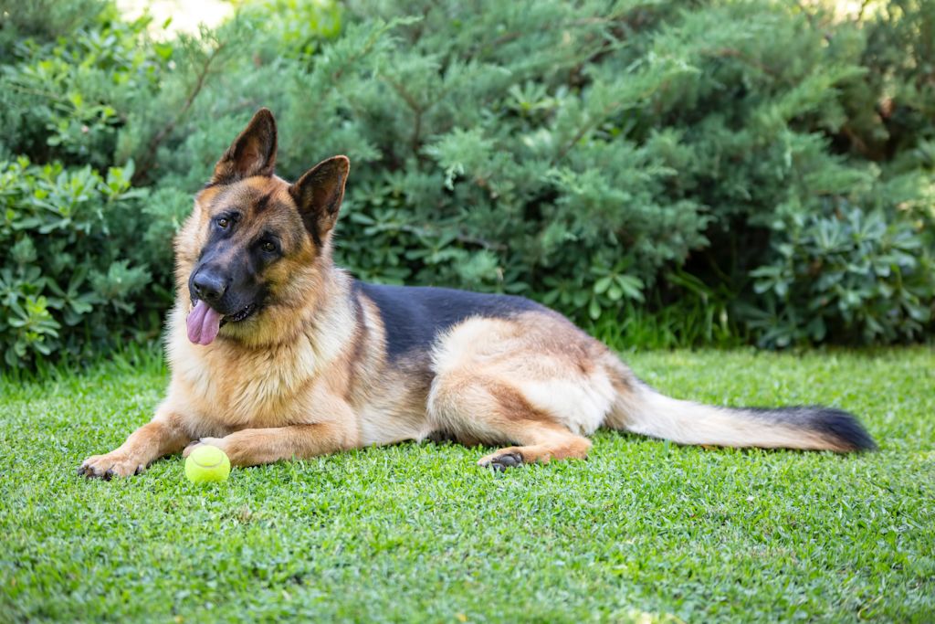 chien berger allemand