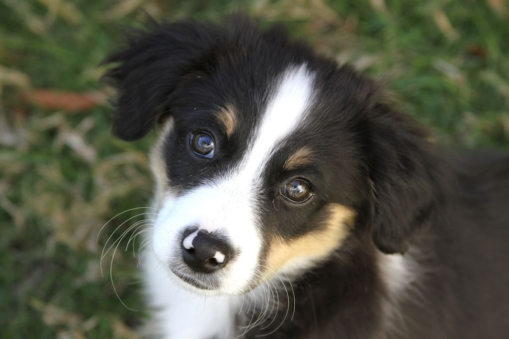 chiot berger americain miniature