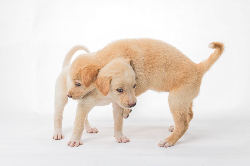 chiots qui jouent