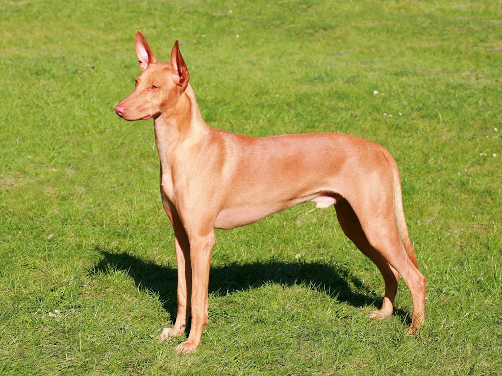 chien du pharaon