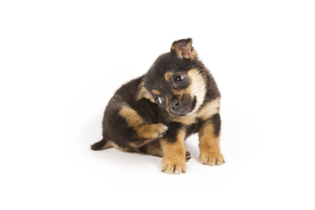 chiot allergique