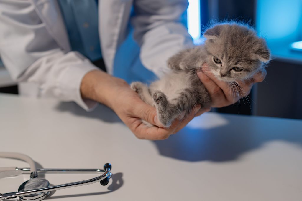 chaton chez le veterinaire