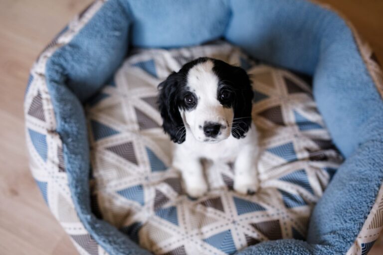 Comment calmer mon chiot qui pleure la nuit ?