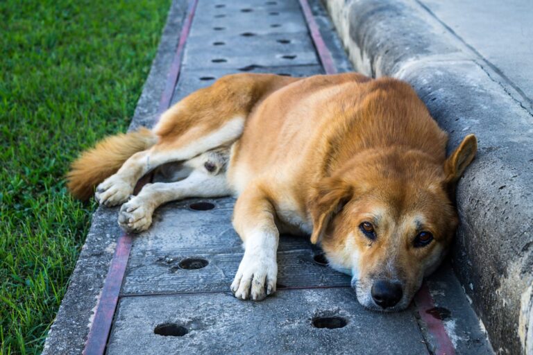 Chien qui vomit : causes et solutions 