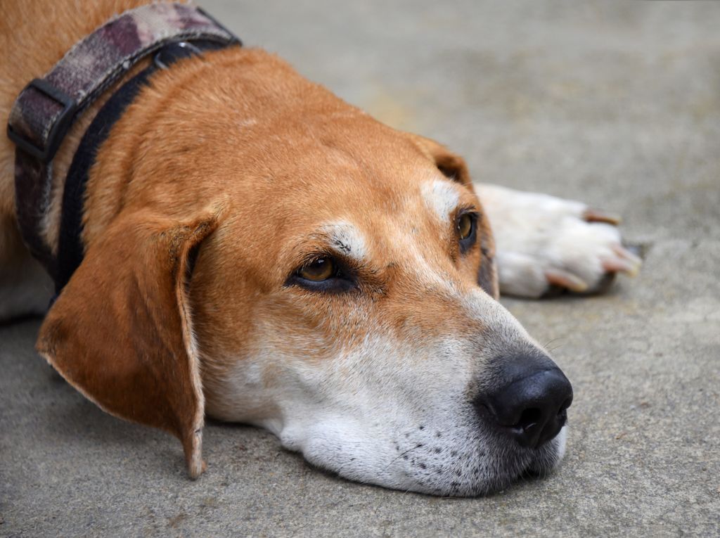 chien fatigue