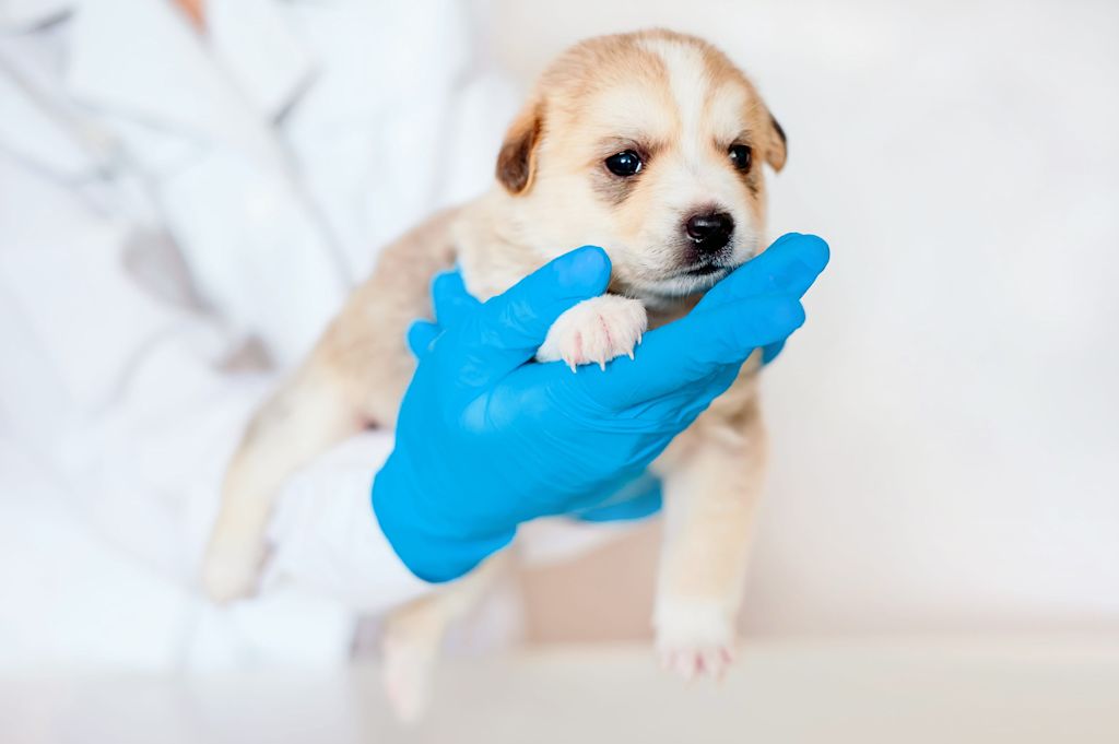 chiot malade