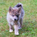 chiot pomsky aux yeux bleus